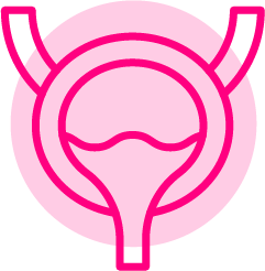 bexiga